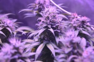 Best Cannabis Website SEO Companies: A Buyer’s Guide for 2026